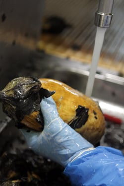 peeling roasted eggplant