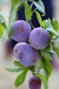 plums