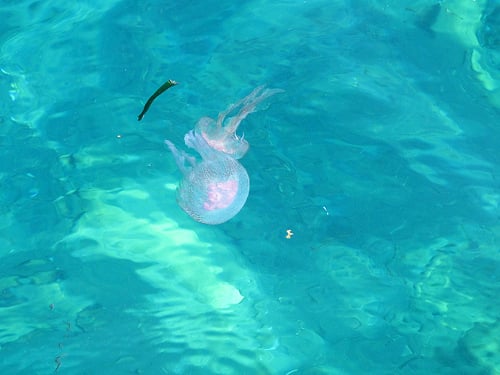 jellyfish