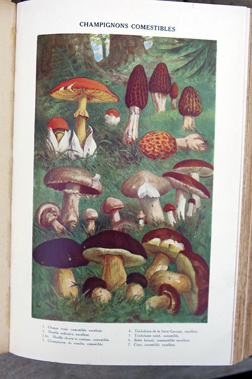 mushrooms