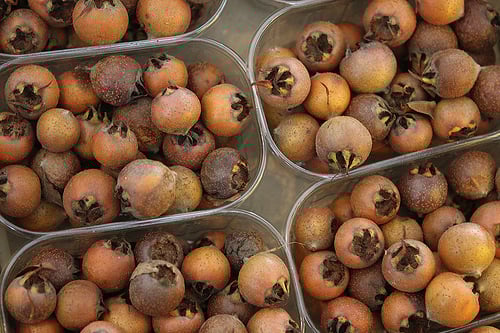 medlars