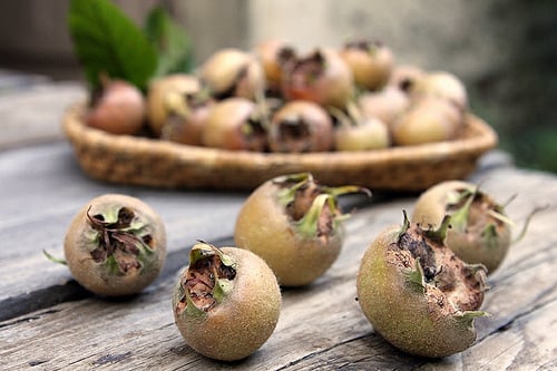 medlars