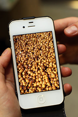 caramelized hazelnuts