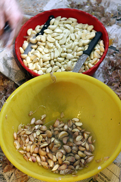 garlic at Ichkhanian