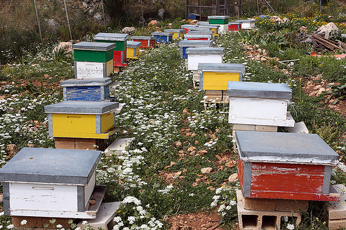 lebanese beehives