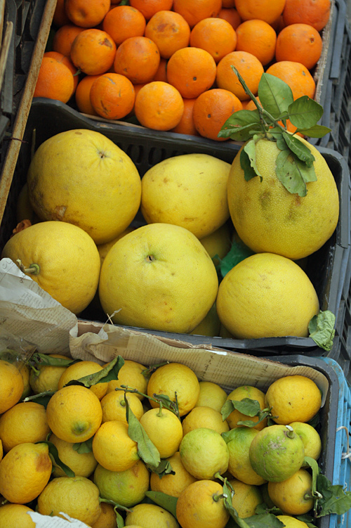 orange, pomelo and lemons