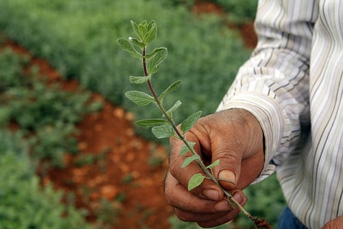 fresh za'atar plant