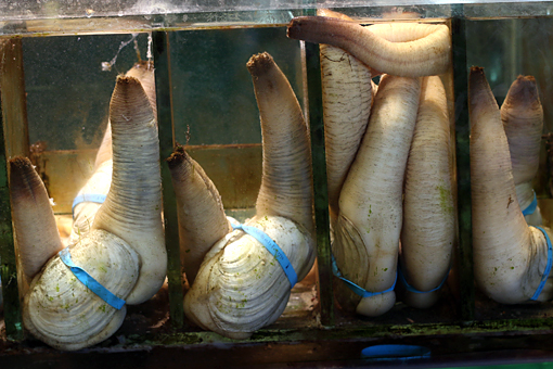 geoduck