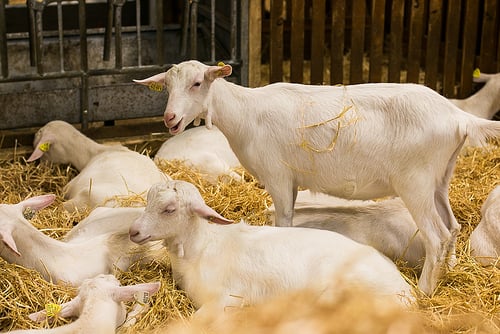 Paris Salon de l'Agriculture in Paris
