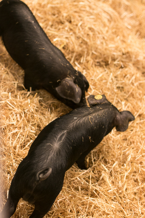 Salon de l'Agriculture in Paris