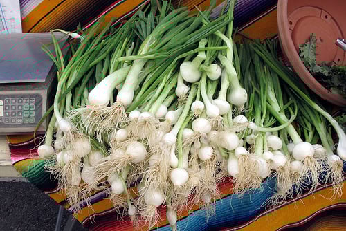 Hollywood Farmer's Market