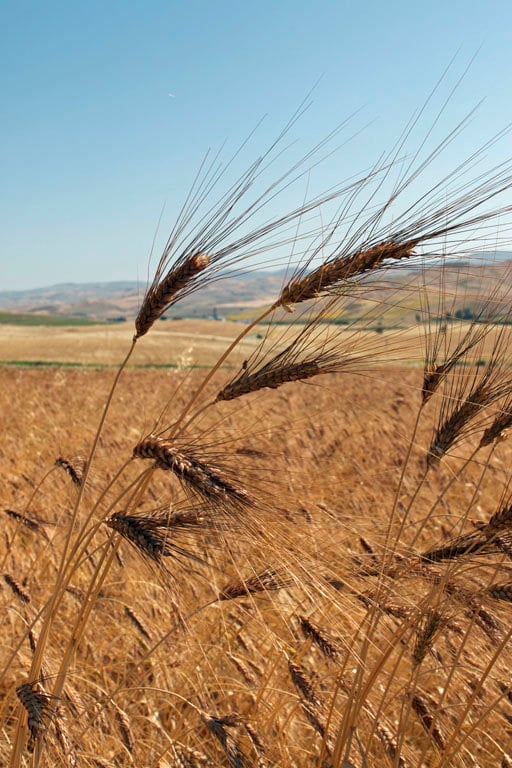 sicilian wheat fields