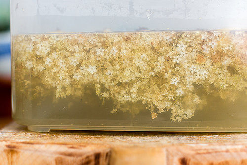 elderflower cordial