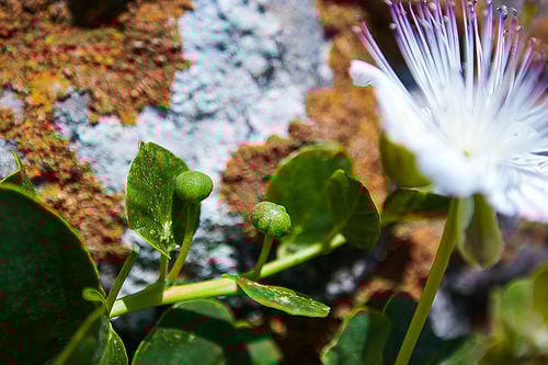 Pantelleria Capers, in Sicily