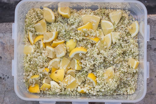 elderflower cordial