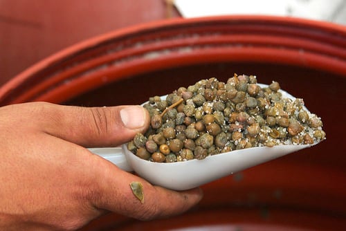 capers in Pantelleria