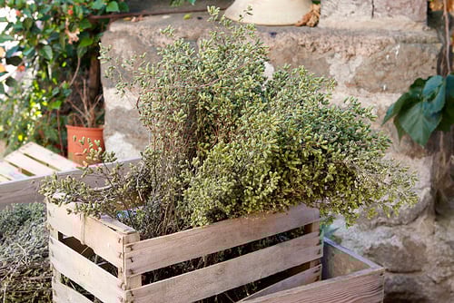 fresh oregano