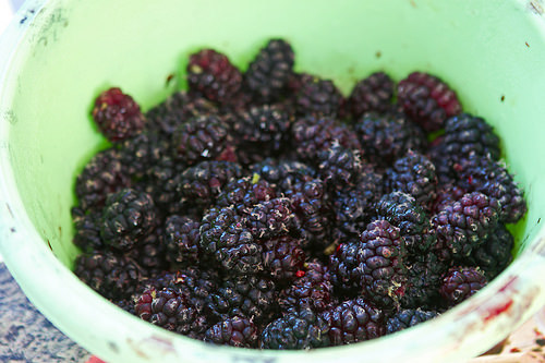 mulberries