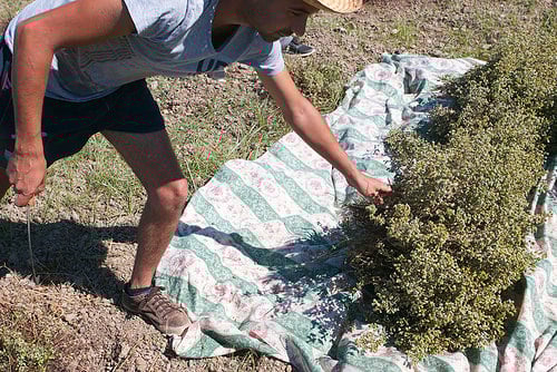 harvesting oregano
