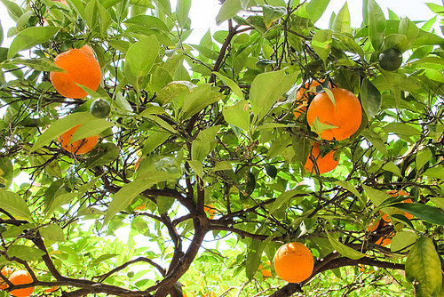 Hyères, Provence (France)