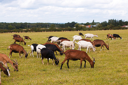 France: Loire & Burgundy