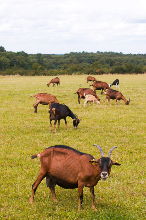 France: Loire & Burgundy