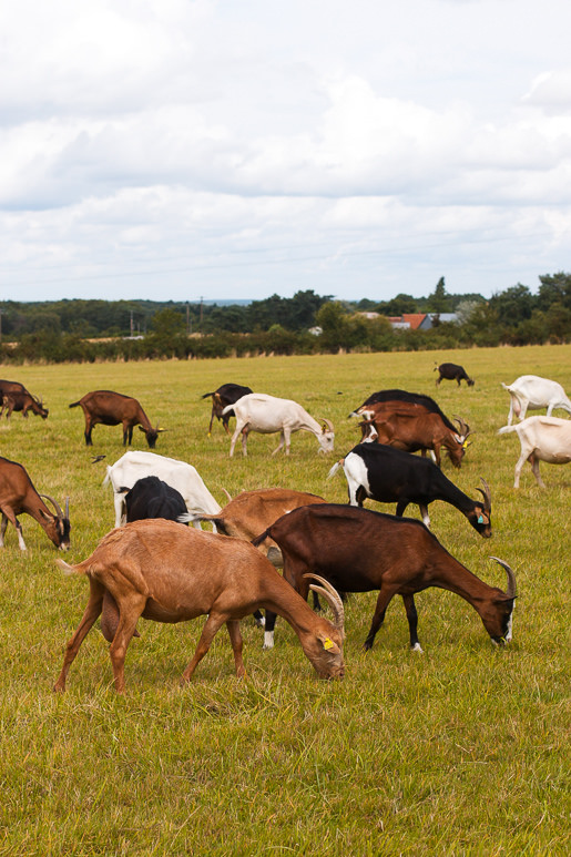 France: Loire & Burgundy