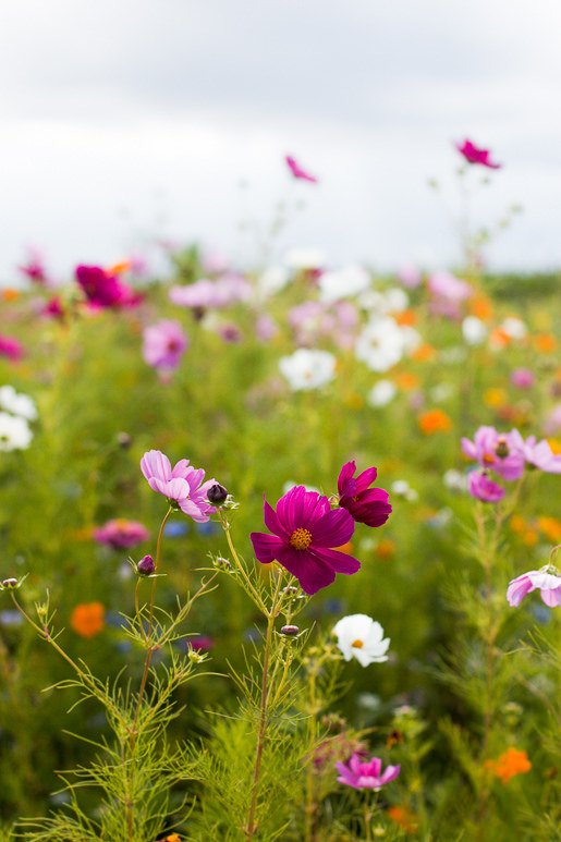 France: Loire & Burgundy