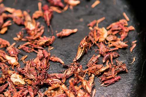 Susana Trilling Mexican Dinner