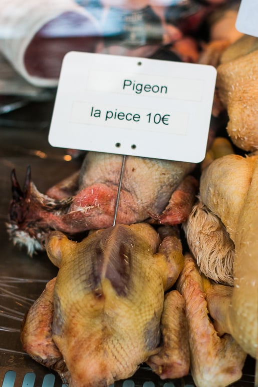 pigeon
