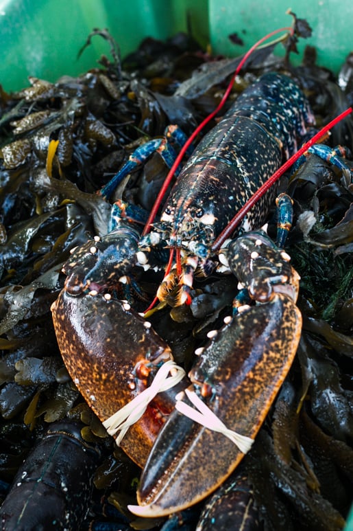 Midleton Farmers market lobster