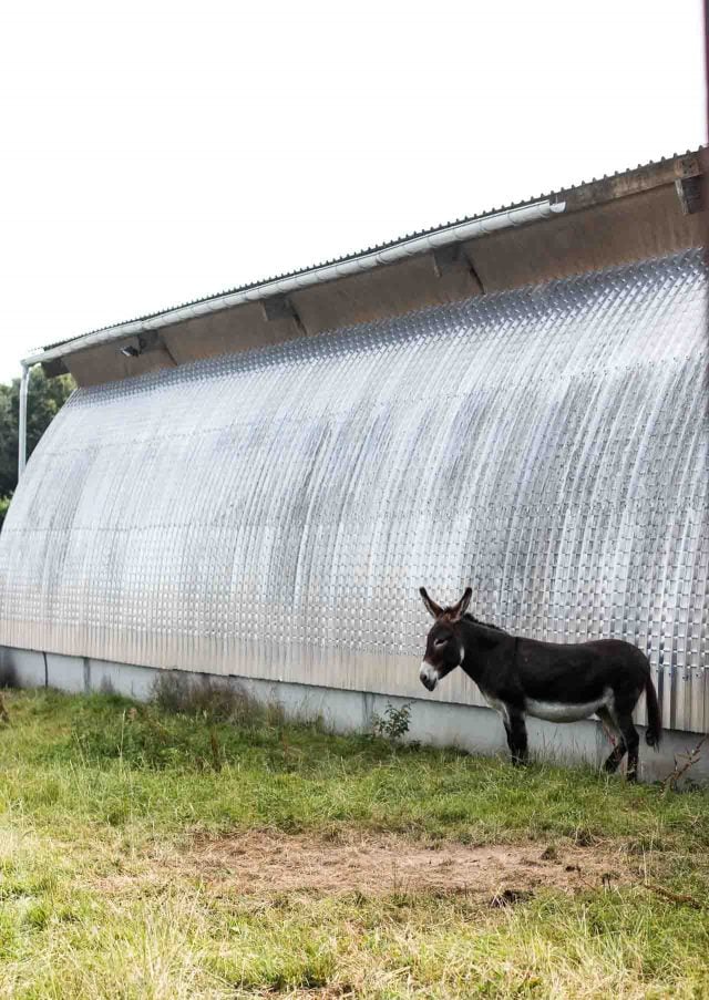 La Ferme de Viltain ass donkey