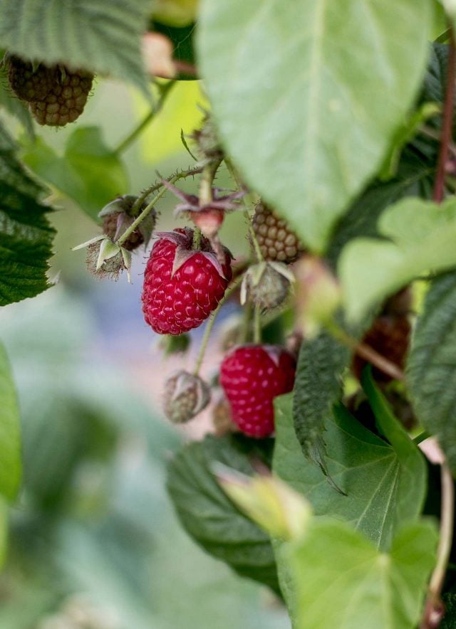 La Ferme de Viltain raspberry