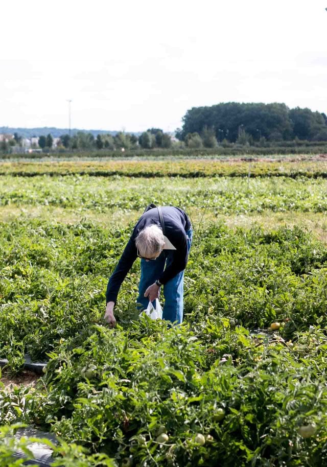 La Ferme de Viltain picking vegetables