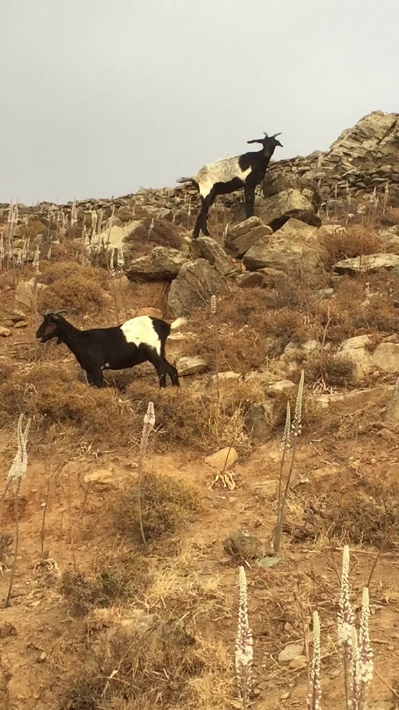 Greek mountain goats